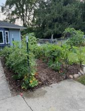 Last Summer Garden