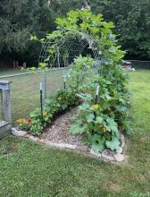Last Summer Garden