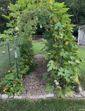 Last Summer Garden